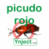 picudo rojo