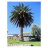 inyección al tronco de palmera