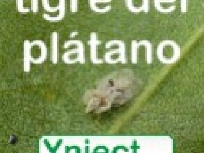 Control del Tigre del Plátano (Corythucha ciliata) con inyección al tronco