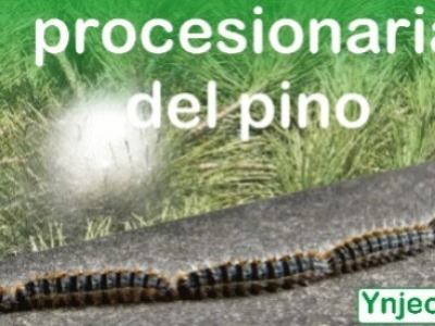 Instrucciones de uso Ynject Mini contra procesionaria del pino