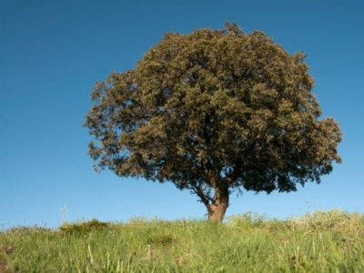 Género Quercus : Árboles longevos, esenciales para el medio ambiente.