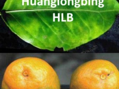 Candidatus Liberibacter y el Huanglongbing (HLB): La amenaza para los cítricos