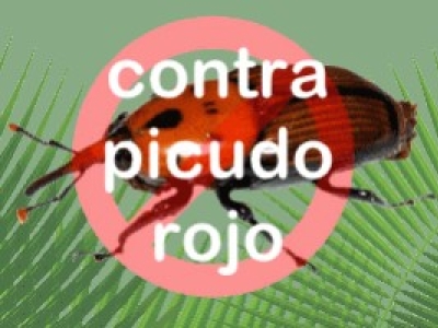Combatir el Picudo Rojo con Endoterapia: La Solución Definitiva de Ynject.com